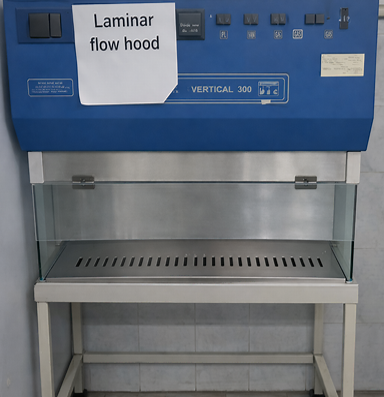 Laminar flow hood for endophyte